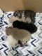 Highland lynx kittens for sale