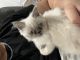 Himalayan Cats for sale in Chicago, IL 60632, USA. price: NA