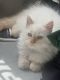 Himalayan Cats for sale in Columbia, PA 17512, USA. price: $450