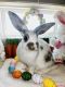 Himalayan Rabbits for sale in San Antonio, Texas. price: $40