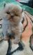 Himalayan Cats for sale in Worcester, MA, USA. price: $750
