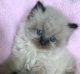 Himalayan Cats for sale in Asheville, NC, USA. price: $650
