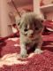 Himalayan Persian Cats for sale in Bhopal, Madhya Pradesh, India. price: 10000 INR