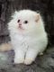 white color kitten for sale