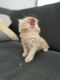 Himalayan Persian Cats for sale in Undri, Pune, Maharashtra, India. price: 3500 INR