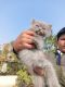 Himalayan Persian Cats