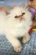 Himalayan Persian Cats for sale in Asheville, NC, USA. price: $650