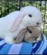 Holland Lop Rabbits for sale in Ocean Township, NJ, USA. price: NA