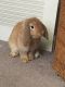 Holland Lop Rabbits for sale in Port Norris, Commercial Township, NJ, USA. price: NA