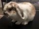 Holland Lop Rabbits for sale in 300 NJ-3, East Rutherford, NJ 07073, USA. price: NA