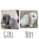 Holland Lop Rabbits for sale in Piscataway, NJ 08854, USA. price: NA