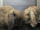 Holland Lop Rabbits for sale in Haworth, NJ 07641, USA. price: NA