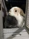 Holland Lop Rabbits for sale in Garden Grove, CA, USA. price: $300