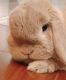 Holland Lop Rabbits for sale in Newark, DE, USA. price: $400