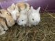 Holland Lop Rabbits for sale in Wrightstown, NJ, USA. price: NA