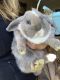 Holland Lop Rabbits for sale in Ocean Township, NJ, USA. price: NA