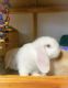 Holland Lop Rabbits for sale in Buena, NJ 08310, USA. price: NA