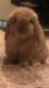Holland Lop Rabbits for sale in Colonia, Woodbridge Township, NJ 07067, USA. price: NA