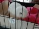 Holland Lop Rabbits for sale in Riverside, CA 92503, USA. price: $250