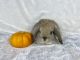 Holland Lop Rabbits for sale in Yucaipa, CA, USA. price: NA