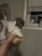 Holland Lop Rabbits for sale in Hermitage, Nashville, TN, USA. price: $25