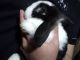 Holland Lop Rabbits for sale in Greer, SC, USA. price: $75