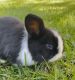 Holland Lop Rabbits for sale in Santa Ana, CA, USA. price: $200
