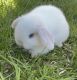 Holland Lop Rabbits for sale in Santa Ana, CA, USA. price: NA