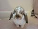 Holland Lop Rabbits for sale in Louisville, KY, USA. price: NA