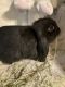 Holland Lop Rabbits for sale in Bridgeton, NJ 08302, USA. price: NA