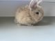 Holland Lop Rabbits for sale in Murfreesboro, TN, USA. price: $100