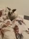 Holland Lop Rabbits for sale in Bluffdale, UT, USA. price: $50