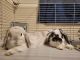 Holland Lop Rabbits for sale in Palm Coast, FL 32164, USA. price: $200