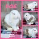 Holland Lop Rabbits for sale in Charleston, SC, USA. price: $150