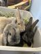 Holland Lop Rabbits for sale in Ronkonkoma, NY, USA. price: NA