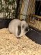 Holland Lop Rabbits for sale in Prince George, VA, USA. price: $150