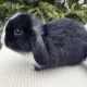 Holland Lop Rabbits for sale in New York, New York. price: $30,000