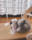 Holland Lop Rabbits for sale in Columbia, Tennessee. price: NA