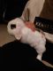 Holland Lop Rabbits for sale in Belleville, Michigan. price: $50