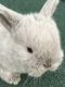 Holland Lop Rabbits for sale in Hawthorne, NY, USA. price: NA