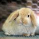 Holland Lop Rabbits for sale in Pound Ridge, NY 10576, USA. price: $100