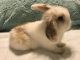 Holland Lop Rabbits for sale in Hermitage, Nashville, TN, USA. price: $60