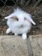Holland Lop Rabbits for sale in Anaheim Hills, Anaheim, CA, USA. price: $80