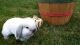 Holland Lop Rabbits for sale in Franklin, NH, USA. price: $40
