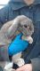 Holland Lop Rabbits