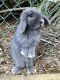 Holland Lop Rabbits for sale in Anaheim Hills, Anaheim, CA, USA. price: $200
