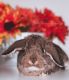 Holland Lop Rabbits for sale in Yonkers, NY, USA. price: $150