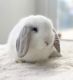 Holland Lop Rabbits for sale in Irvine, CA, USA. price: $250