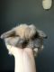 Holland Lop Rabbits for sale in Monmouth County, NJ, USA. price: NA