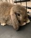 Holland Lop Rabbits for sale in College Park, MD, USA. price: NA